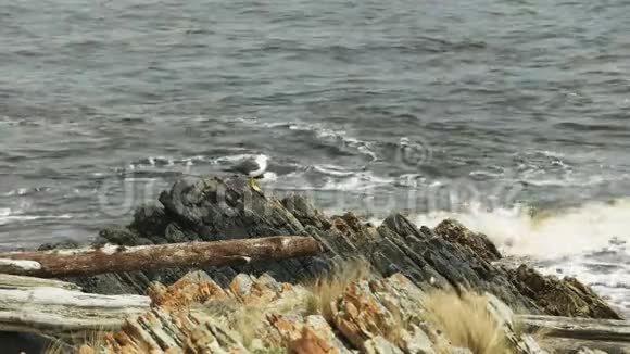 塔斯马尼亚州亚瑟河口岩石海岸上的太平洋海鸥视频的预览图