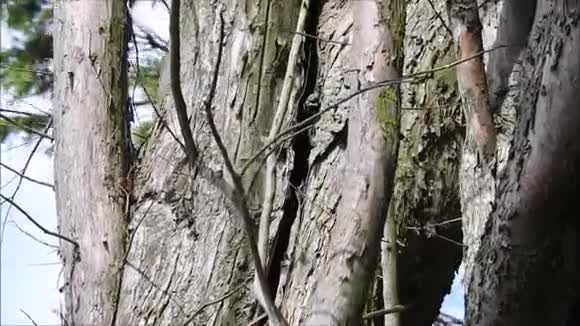 大风时危树开裂劈裂树干视频的预览图