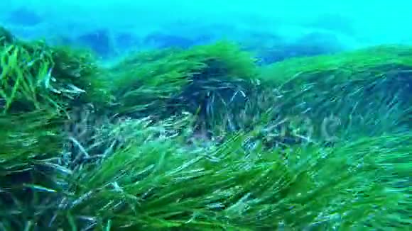 马略卡地区的水肺潜水POV的视角非常绿色的正色尼亚球场视频的预览图