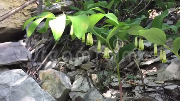 愿百合生长在山谷的岩石地形上在春天的石头间盛开的白色花朵视频的预览图