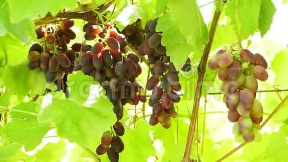 明亮的一天树枝上的黑葡萄秋季收获有机水果视频的预览图
