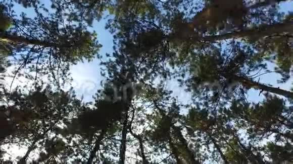 在森林里散步视频的预览图