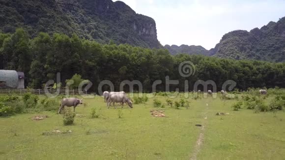 农场和水牛群吃新鲜的草地上的景色视频的预览图