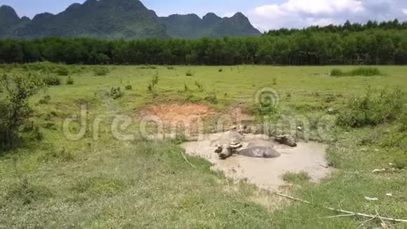 水牛在田野上的水坑里沐浴靠森林的俯视视频的预览图