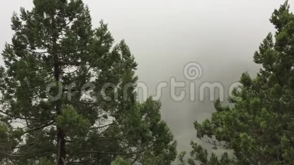 针叶树在背景白色的晨雾在山上在雾蒙蒙的薄雾中观赏山松视频的预览图