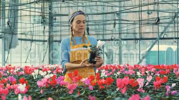 一位美丽的绿油油的女士正看着一朵美丽的花盆里的花视频的预览图