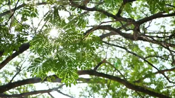 大而高的雨树它的枝条迎着夏日灿烂的阳光视频的预览图