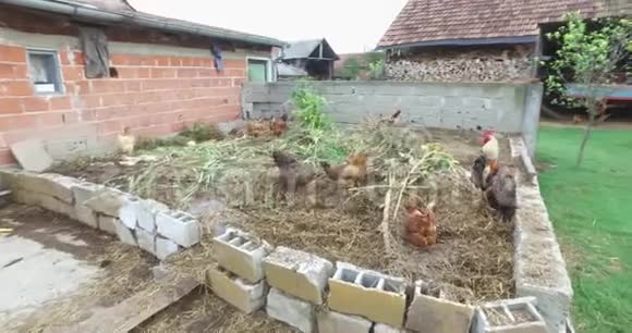 鸡在一个小农场自由地漫游农场和院子视频的预览图