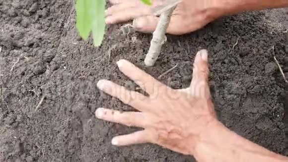 老人的手种一棵龙眼树收集和压缩土壤视频的预览图