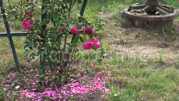 红玫瑰花瓣从灌木丛中飘落在花园的大地上视频的预览图