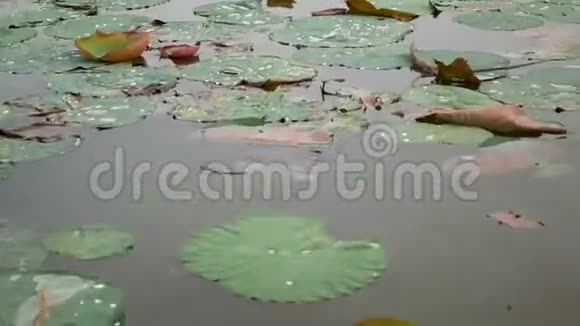 在水面上沿着荷叶移动湖泊视频的预览图