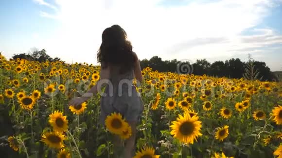 无法辨认的美丽女孩跑在黄色的向日葵田上在日落时举手快乐的年轻女子视频的预览图
