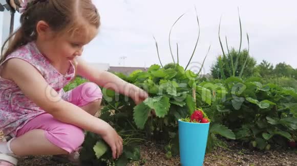 小可爱的女孩在房子的后院收获草莓视频的预览图