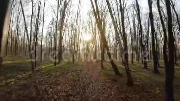 在日落时分FPV无人驾驶飞机穿过秋天的森林慢动作视频的预览图