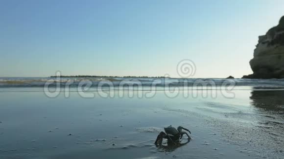 螃蟹走向沙滩上的岩石视频的预览图