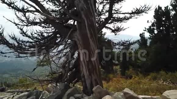 森林中一棵老死树的弯曲的树枝生态灾难神秘的现场气氛视频的预览图