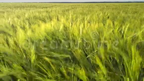 图片大麦的茎长在绿色的一望无际的田野上视频的预览图
