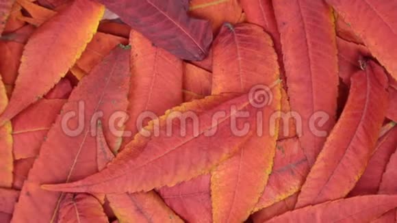 轮换五颜六色明亮的背景由秋天的叶子制成秋天的背景视频的预览图