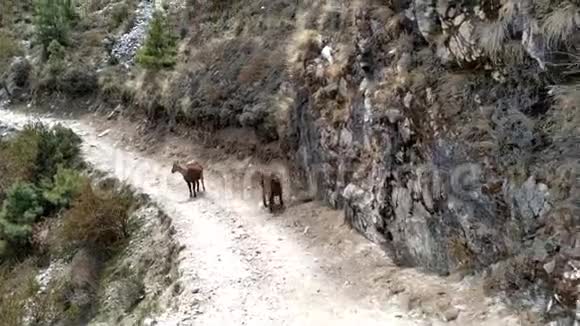 野生山羊西伯利亚伊贝克斯走在路上爬上喜马拉雅山的小山视频的预览图