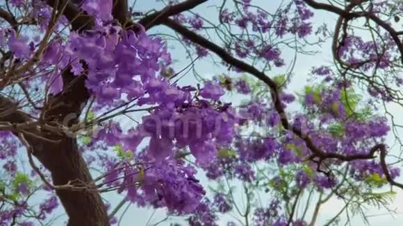 美丽的雅卡兰达树木开花视频的预览图