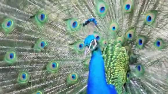 雄孔雀展示了它的彩色扇子视频的预览图