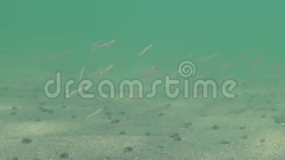 一群小鱼晚上埋在沙子里地中海沙鳗金体球黑海的鱼视频的预览图
