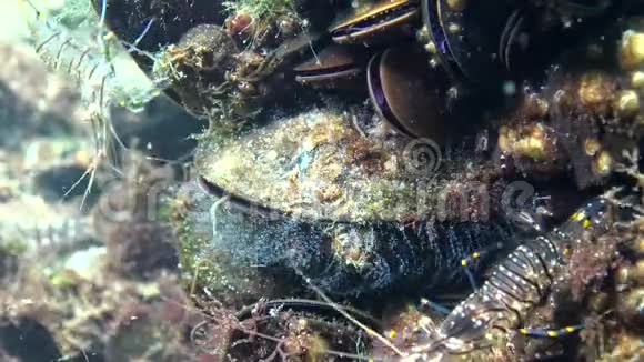 贻贝上的水肿息肉虾在软体动物中进食和隐藏视频的预览图