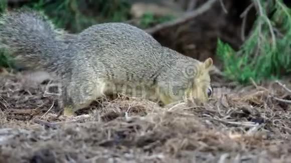 可爱的松鼠找坚果吃视频的预览图