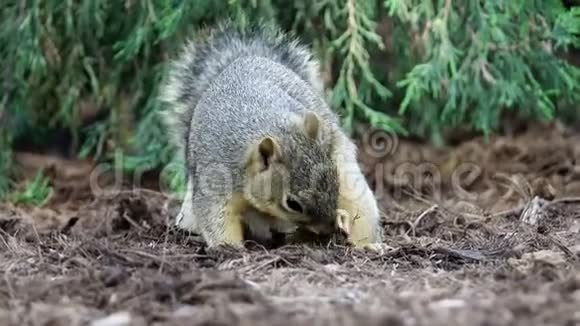 可爱的松鼠找坚果吃视频的预览图
