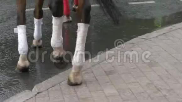 夏季城市雨后马腿在潮湿的沥青路上行走雨后行人过人行横道视频的预览图