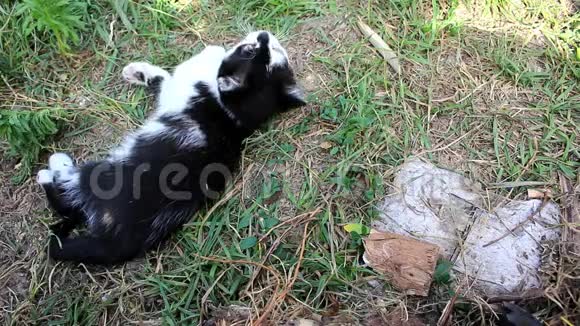 小猫躺在草地上视频的预览图