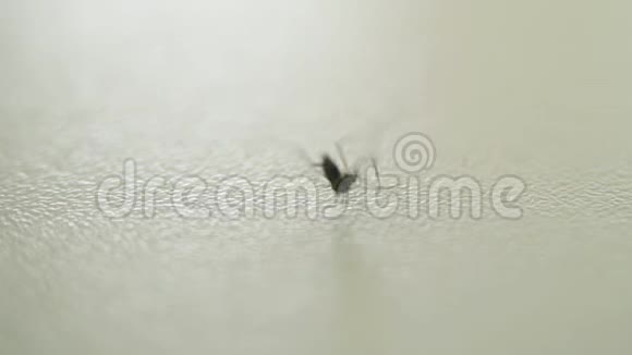 死蚊子蚊子慢吞吞视频的预览图
