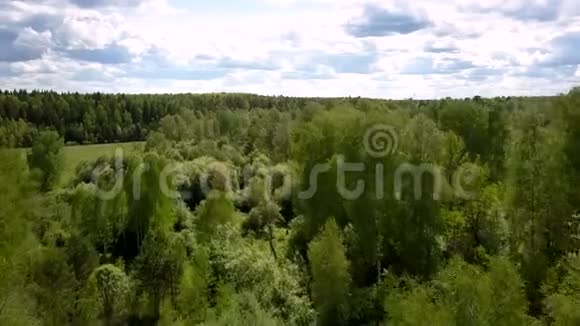 高森林树木环绕绿色草地上部视频的预览图