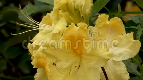 金黄杜鹃春暖花开视频的预览图