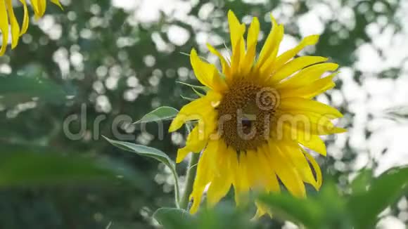 向日葵花特写自然背景向日葵上的大黄蜂视频的预览图