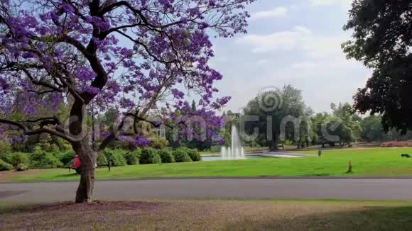 美丽的雅卡兰达树木开花视频的预览图