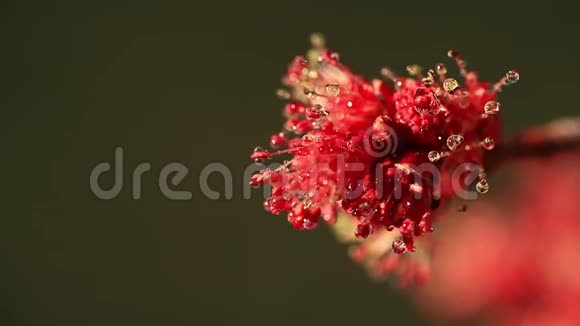水滴在红枫芽上视频的预览图