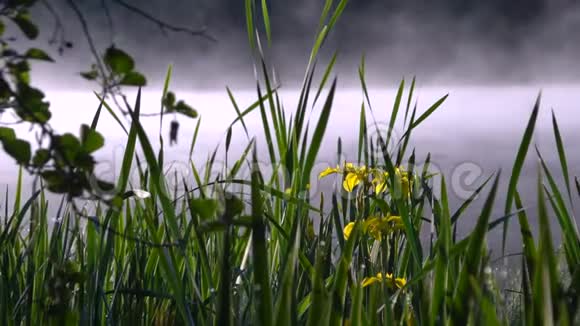 芬兰的黄花绿色植物视频的预览图