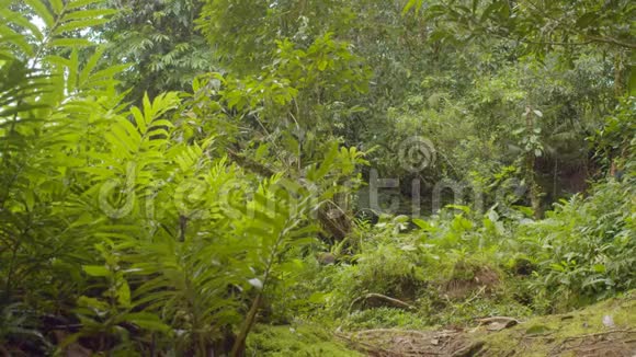 穿过亚马逊雨林的土著战士视频的预览图