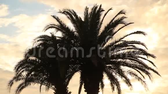 棕榈树的剪影视频的预览图