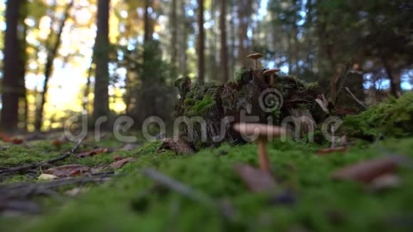 一群蘑菇在绿色阳光苔藓的森林里视频的预览图