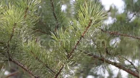 杉树矗立在森林里视频的预览图
