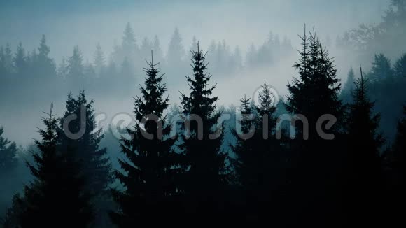 树林剪影雾霭森林景观视频的预览图