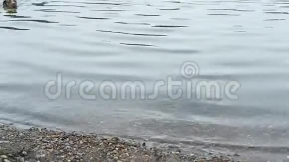 这只狗在湖里游泳50英尺视频的预览图