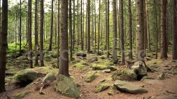 夏天没有人的神秘空松林视频的预览图