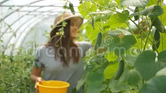 微笑的女人在温室里收集黄瓜视频的预览图