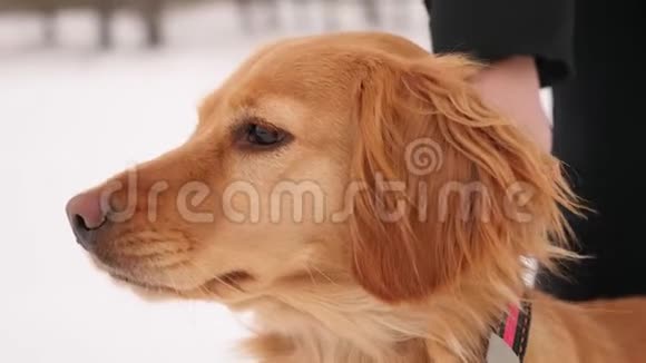 在寒冷的冬天散步猎狗宠物视频的预览图