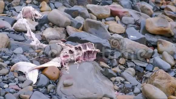 一只小海豚的骨架在海上风暴中被冲上岩石视频的预览图