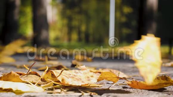 秋天的树叶从下面特写从地面拍摄视频的预览图