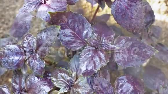 在温室里的花园床上放着紫色叶子的罗勒视频的预览图
